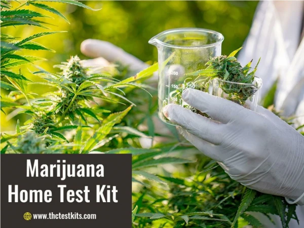 Buy Marijuana Home Test Kit and check its potency