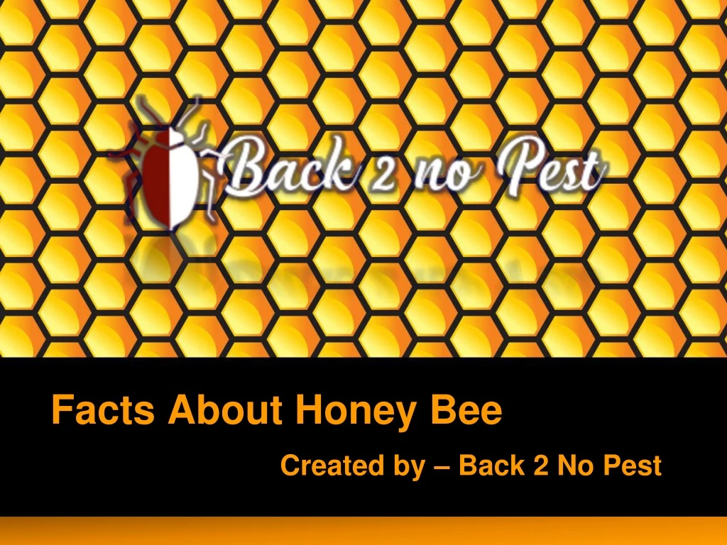 facts about honey bee