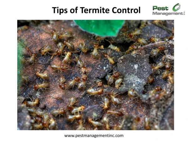 Tips of Termite Control