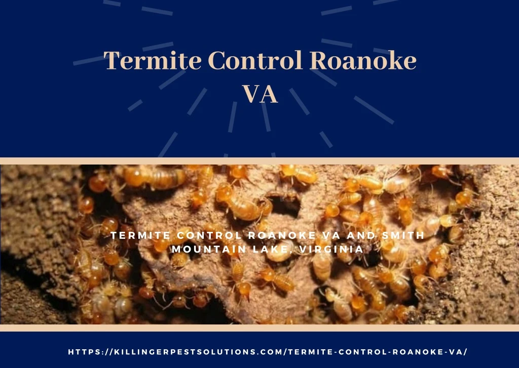 termite control roanoke va