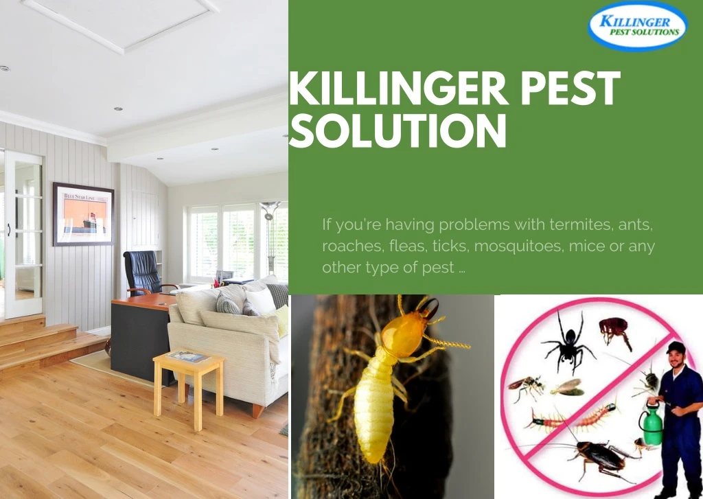killinger pest solution