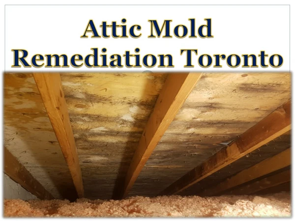 Attic Mold Remediation Toronto