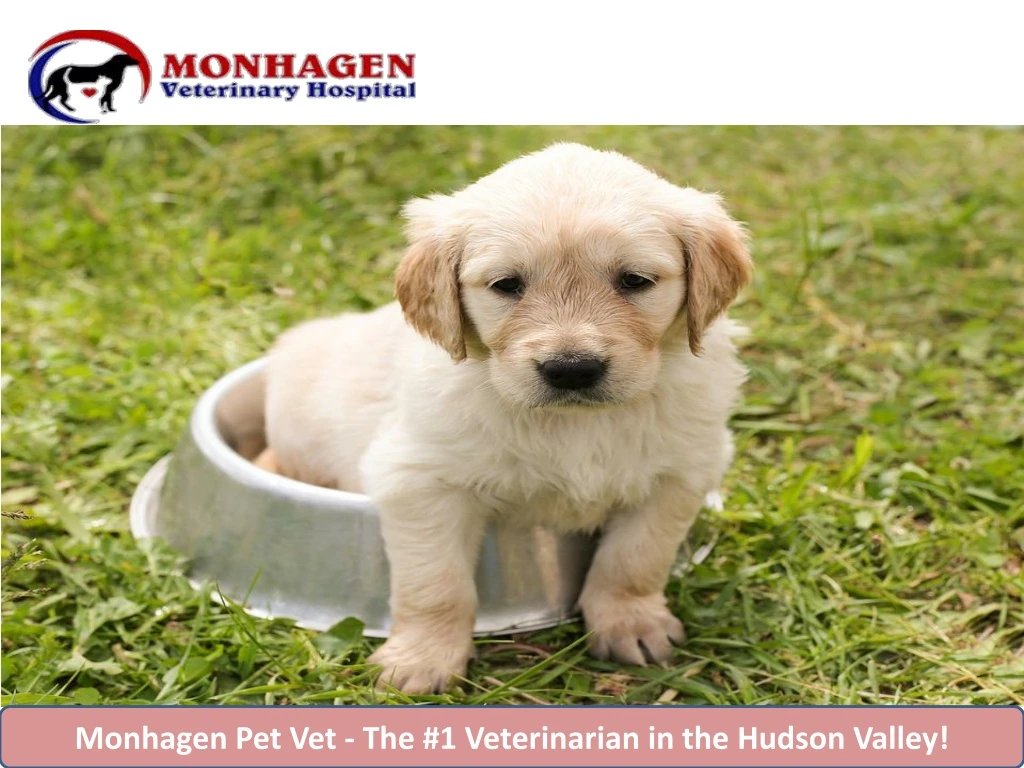 monhagen pet vet the 1 veterinarian in the hudson