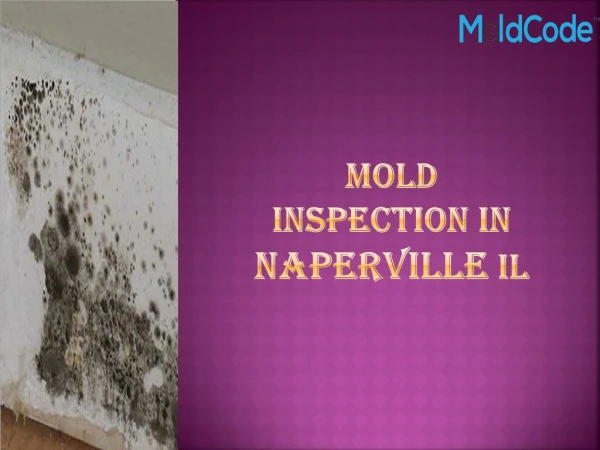 Mold Inspection in Naperville IL