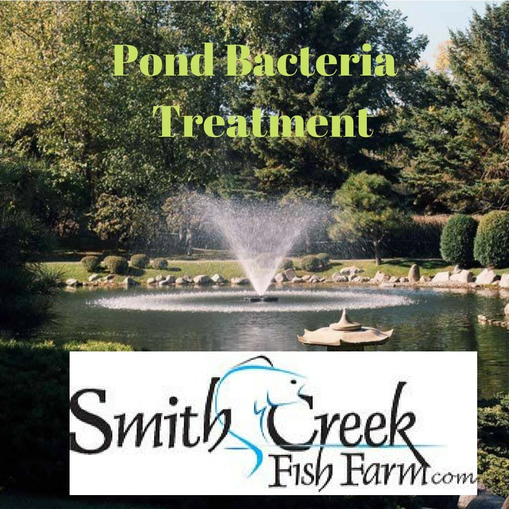 pond bacteria treatment