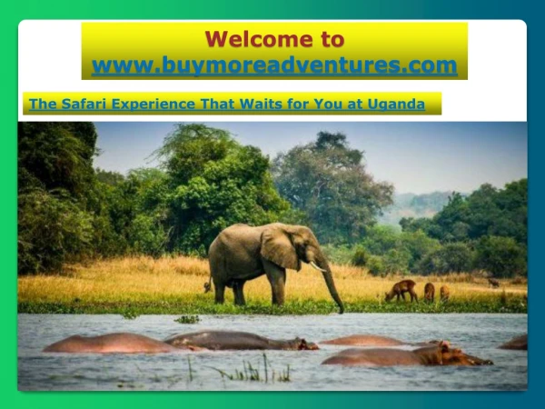 Safari Experience that Waits for you at Uganda