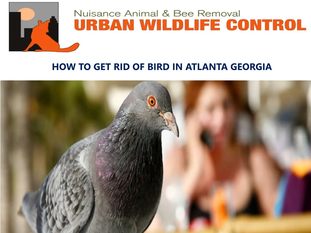 how to get rid of bird in atlanta georgia