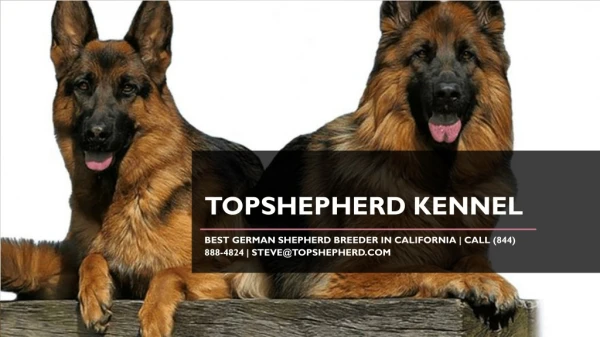 Top Rated German Shepherd Breeders in California