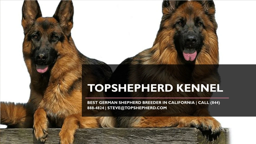 topshepherd kennel