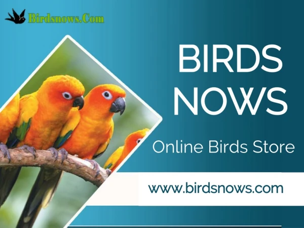 Buy Birds Online At Best Rate And Bring To Your Home