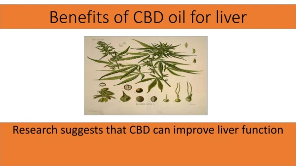 CBD oil is Beneficial for liver Researchers Said