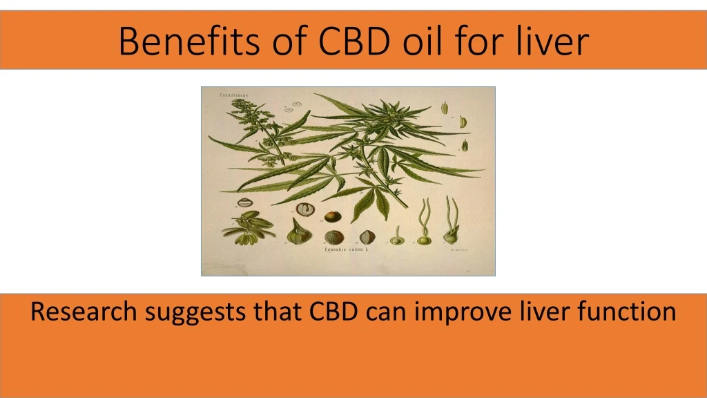 benefits of cbd oil for liver