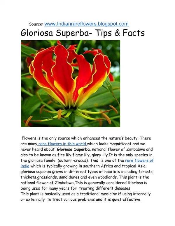gloriosa superba or flame lily Tips & Facts