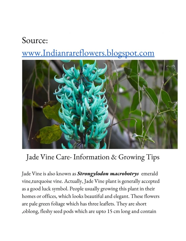 Jade Vine ( strongylodon macrobotrys) Care- Information & Tips