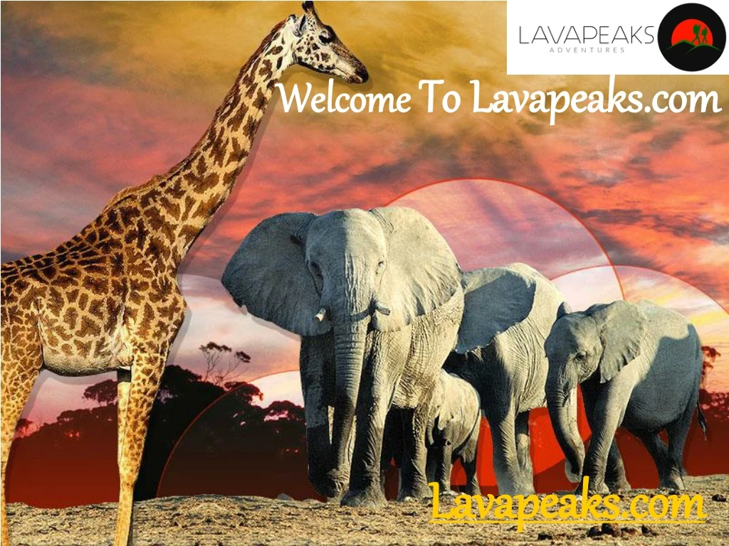 welcome to lavapeaks com
