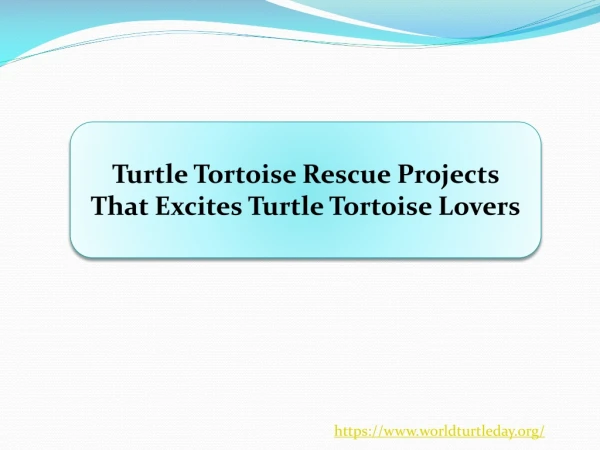Turtle Tortoise Rescue Projects That Excites Turtle Tortoise Lovers