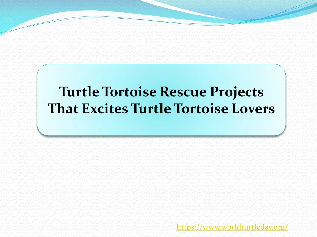 turtle tortoise rescue projects that excites