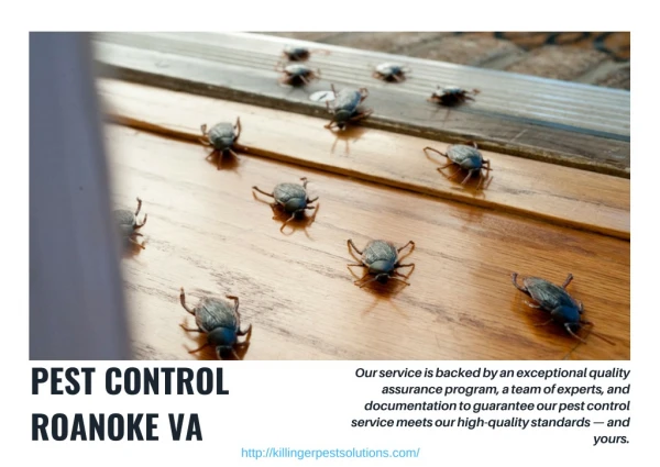Termite Control Roanoke VA