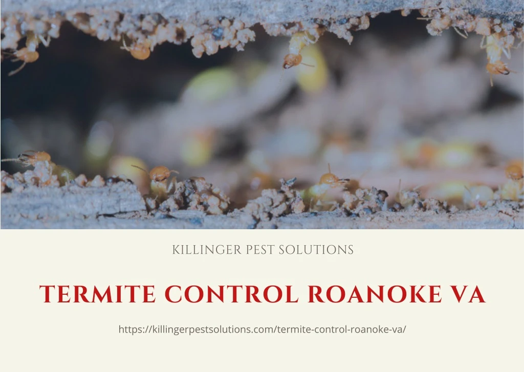 killinger pest solutions