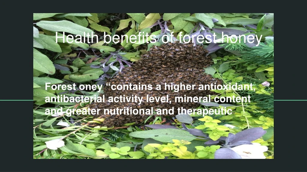 health benefits of forest honey