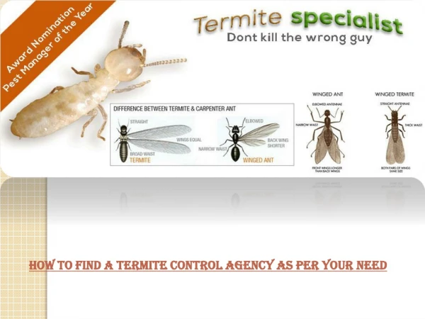How to find a termite control agency as per your need