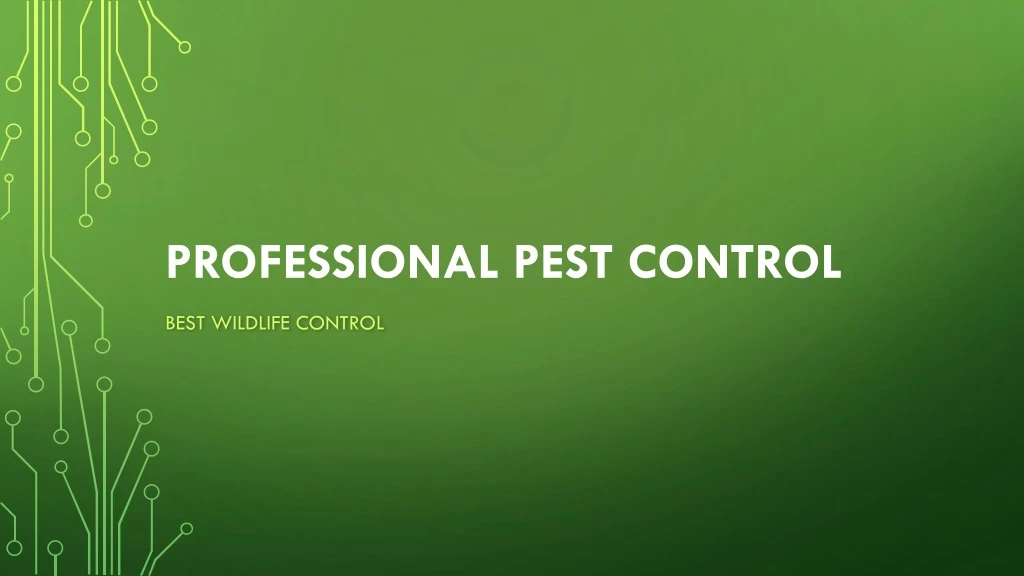professional pest control