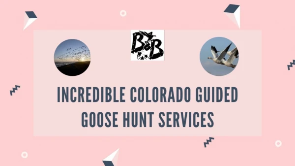 Incredible Colorado Guided Goose Hunt Services