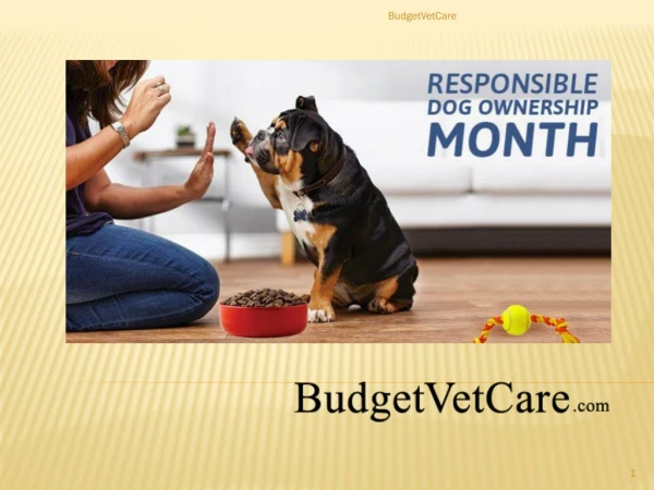 Responsible Dog Ownership Month: Being A Responsible Pet Parent | BudgetVetCare