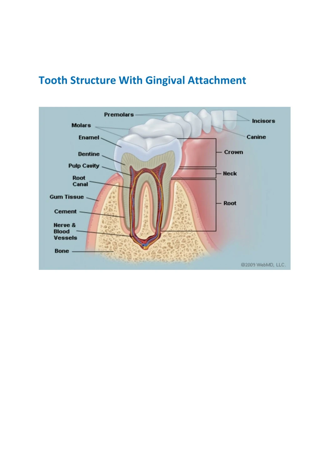 tooth structure with gingival attachment