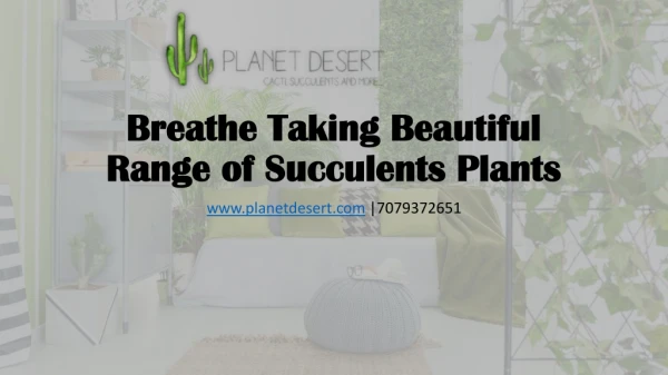 Breathe Taking Beautiful Range of Succulents Plants