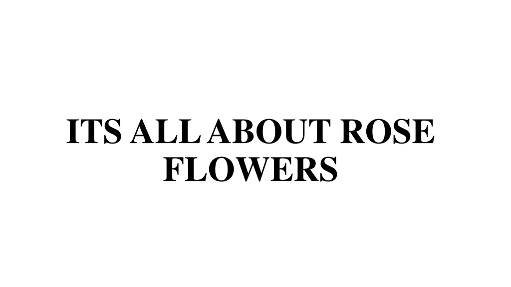 its all about rose flowers