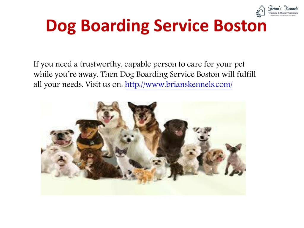 dog boarding service boston