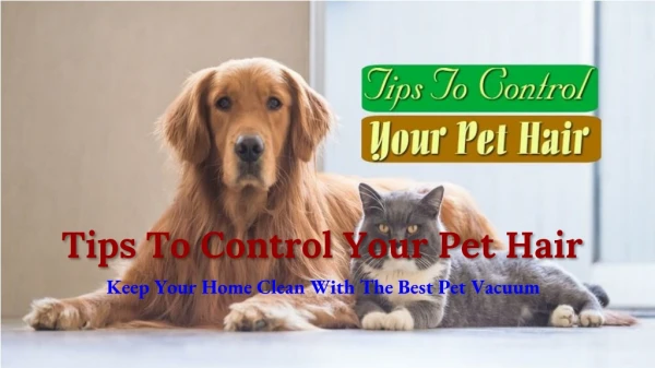 Tips To Control Your Pet Hair