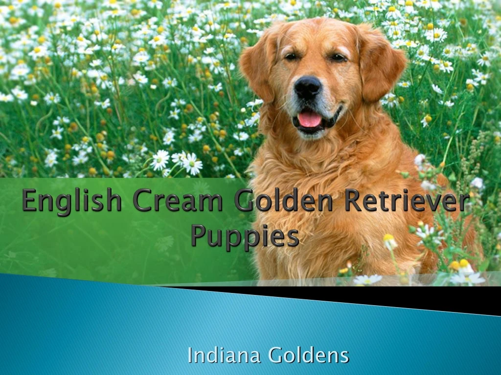 english cream golden retriever puppies