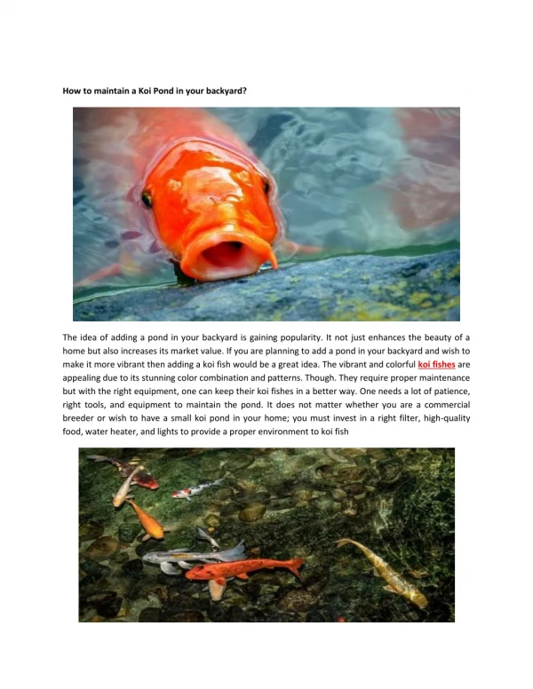 How to maintain a Koi Pond in your backyard?