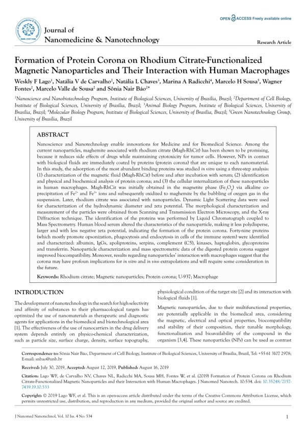 Formation of Protein Corona on Rhodium Citrate-Functionalized Magnetic Nanoparticles and Their Interaction with Human Ma