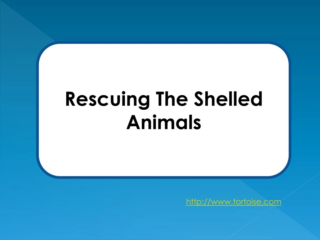 rescuing the shelled animals