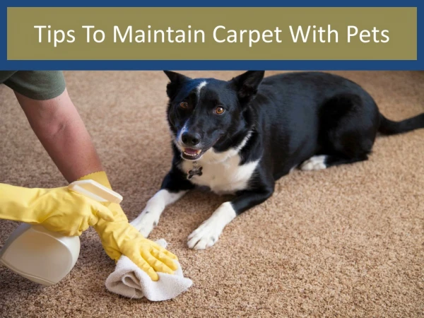 Tips to keep clean your carpets While Keeping Pets