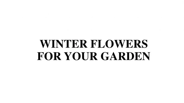 Beautiful flowers for your garden this winter
