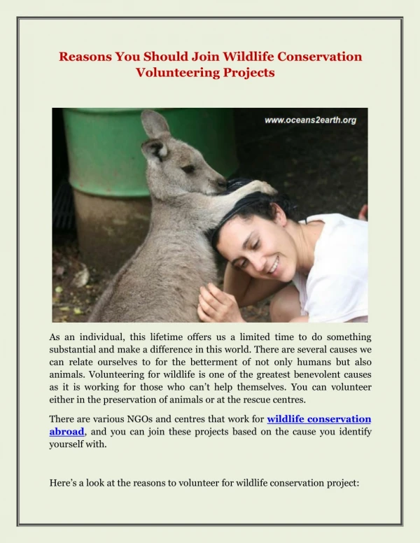 Reasons You Should Join Wildlife Conservation Volunteering Projects