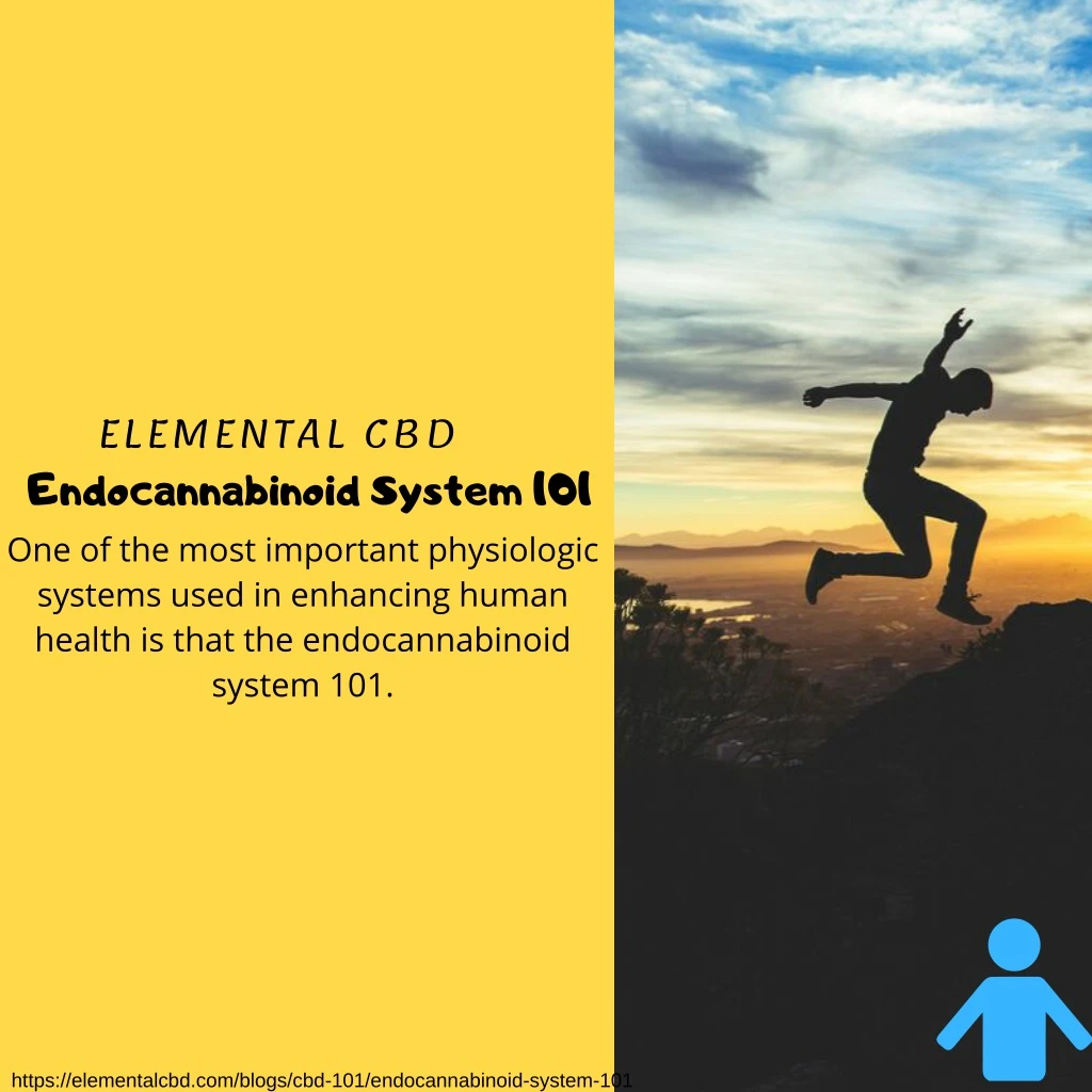 elemental cbd endocannabinoid system 101