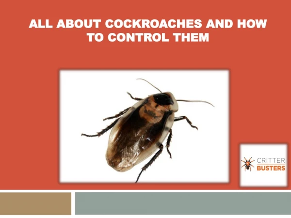 All about Cockroaches and how to control them