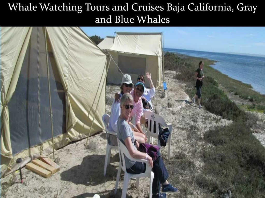 whale watching tours and cruises baja california
