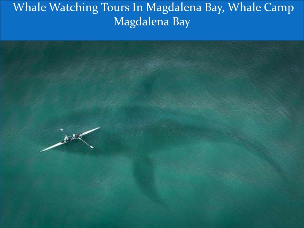 whale watching tours in magdalena bay whale camp