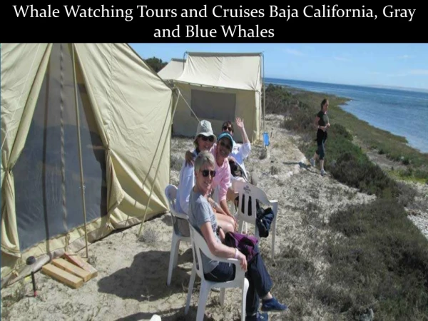 Whale Watching Tours and Cruises Baja California Gray and Blue Whales