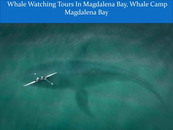 Whale Watching Tours In Magdalena Bay, Whale Camp Magdalena Bay