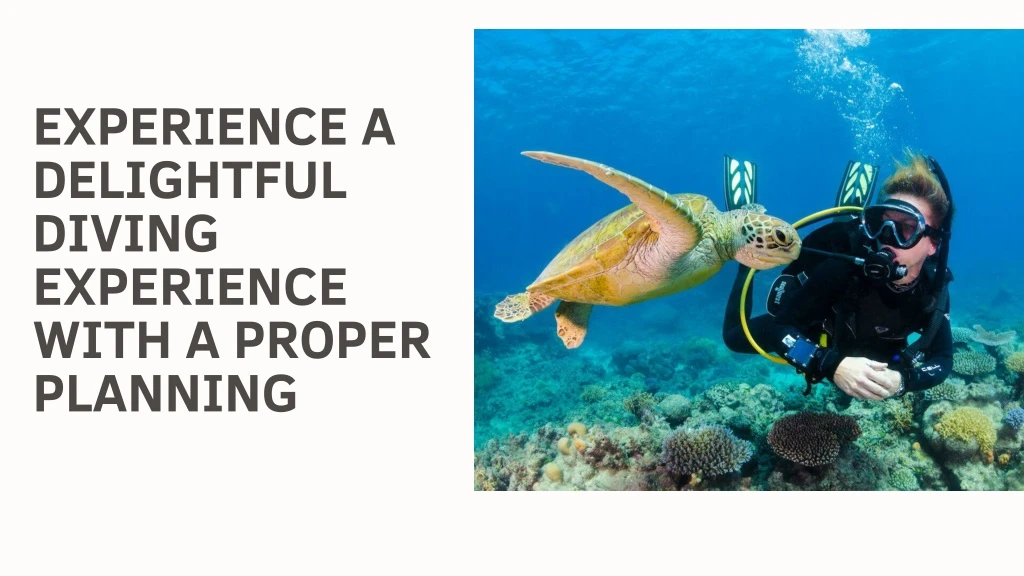 experience a delightful diving experience with