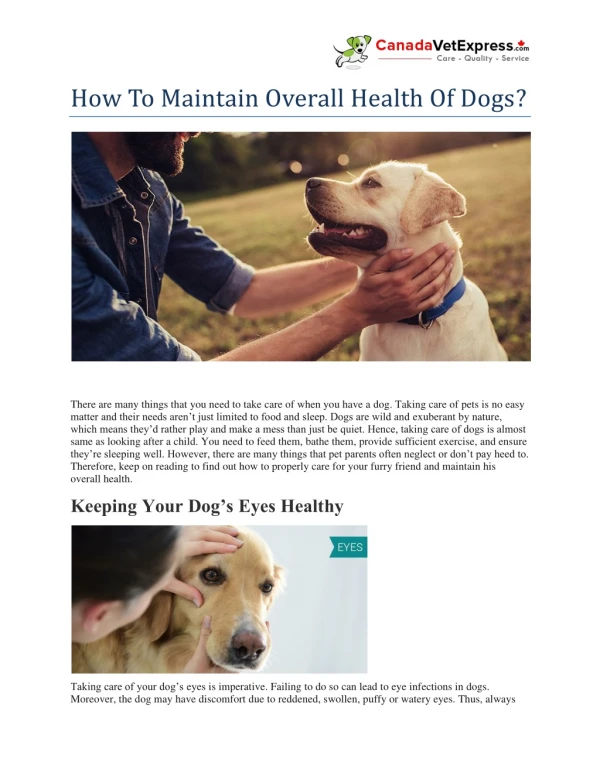 How To Maintain Overall Health Of Dogs