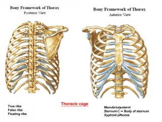 PPT - OMM Ribs Lecture PowerPoint Presentation, free download - ID:6762871