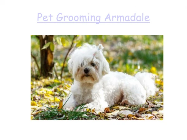 Professional Pet Grooming Armadale